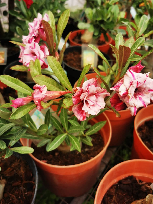 Adenium White Red 2