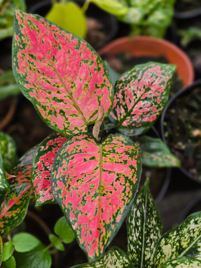 Aglaonema 3 Chinese Evergreen