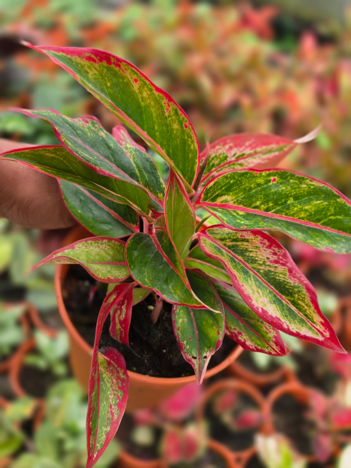 Aglaonema 4 Chinese Evergreen