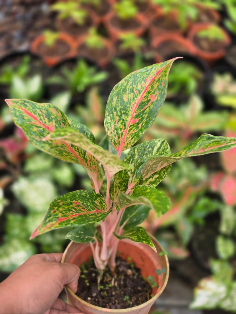 Aglaonema 5 Chinese Evergreen