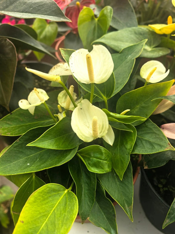 Anthurium Eclyps