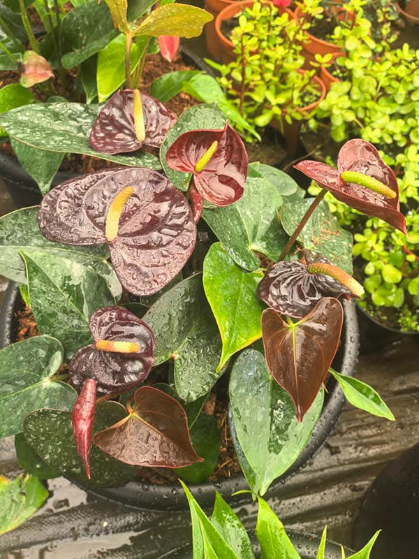 Anthurium Sempre
