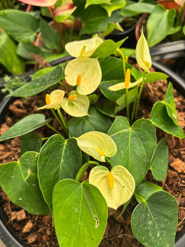 Anthurium Vanilla