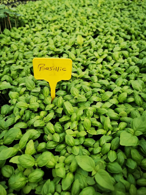 Basilic