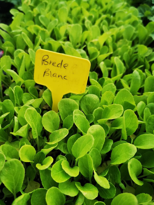 Brede Blanc
