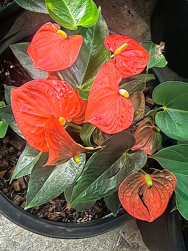 Bushy Anthurium 6
