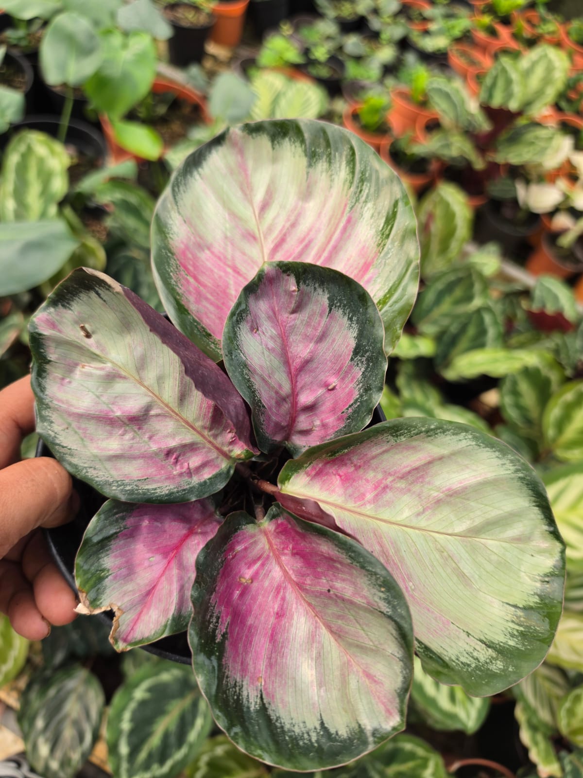 Calathea Picturata
