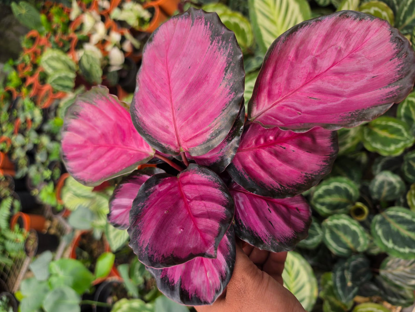 Calathea Roseopicta Rosy