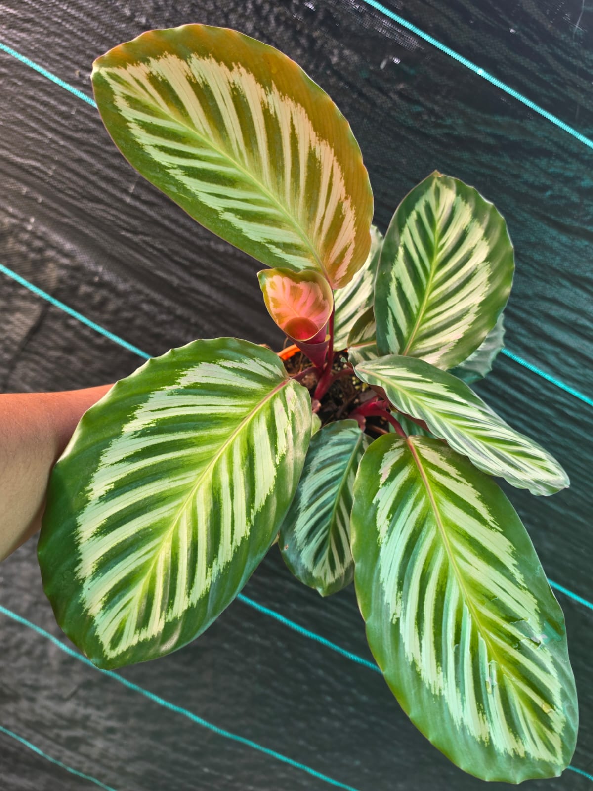 Calathea Jtone Prayer Plant