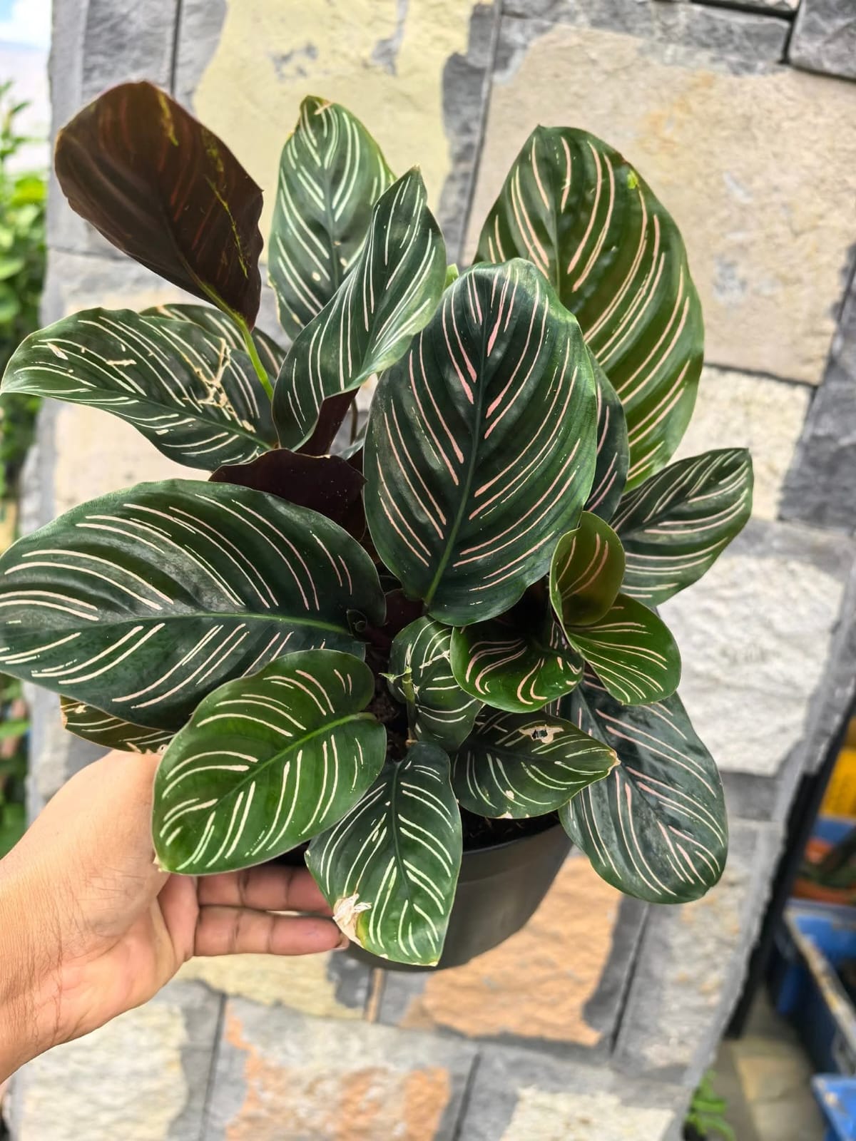 Calathea Ornata Pinstripe Prayer Plant