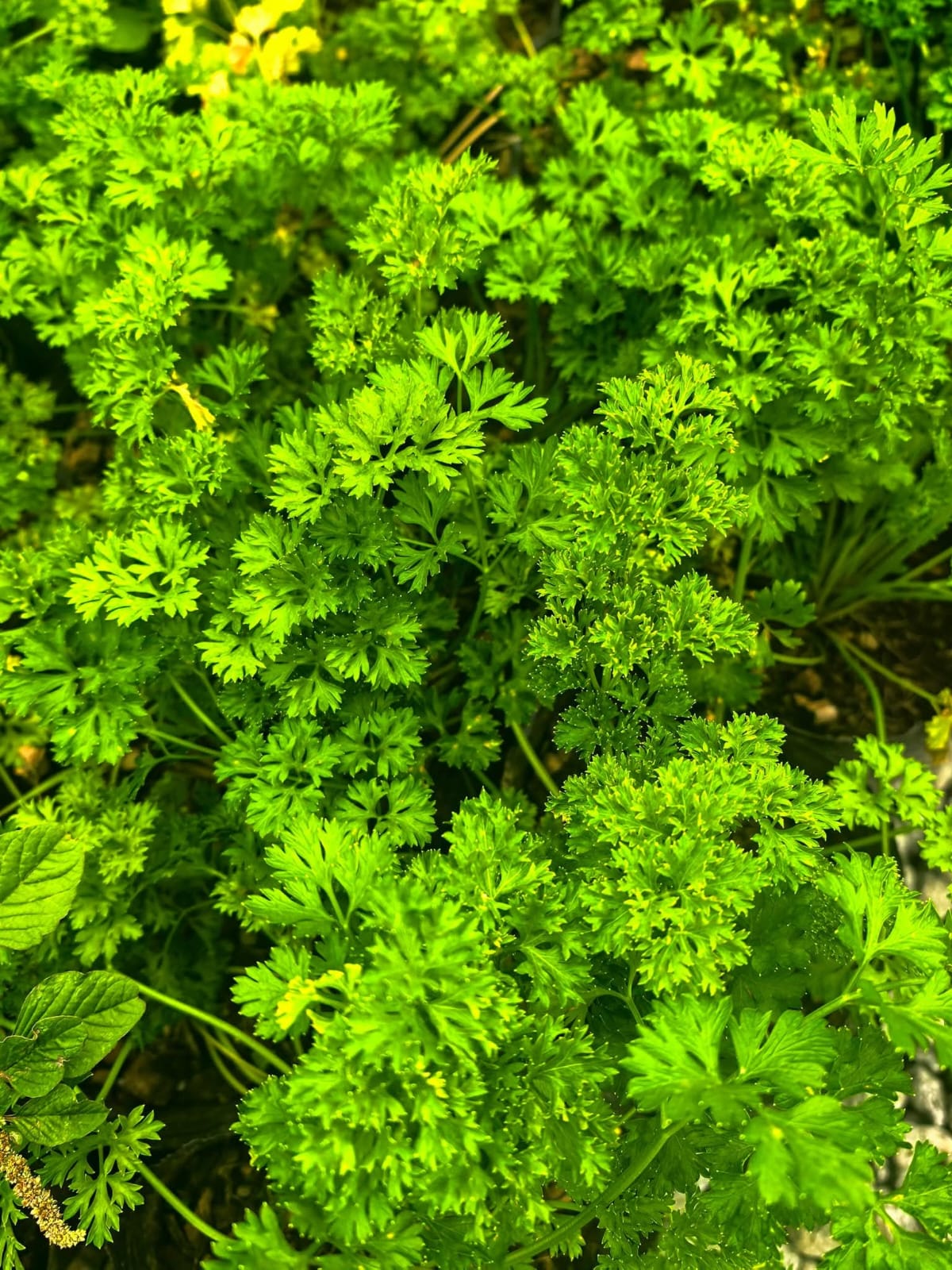 Potted Celery