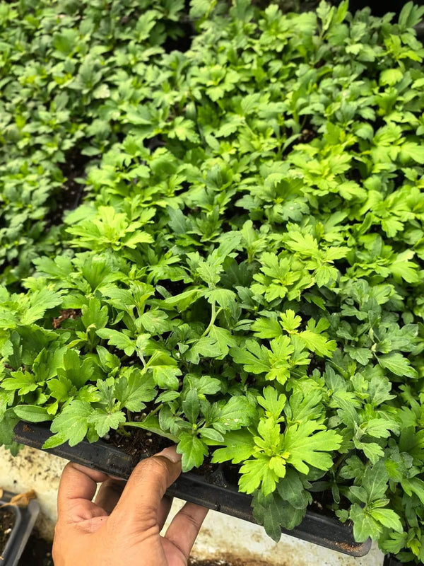 Chrysanthemum Seedlings in Tray