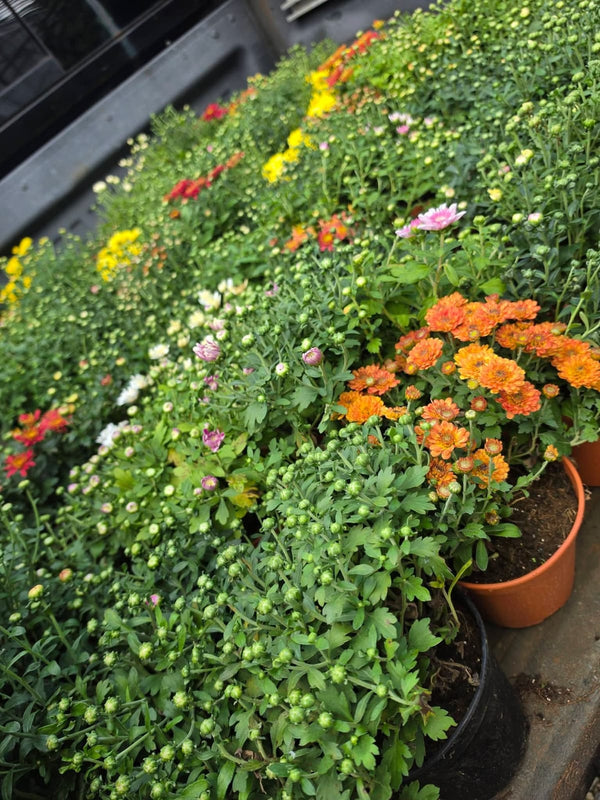Dwarf Chrysanthemum Rust