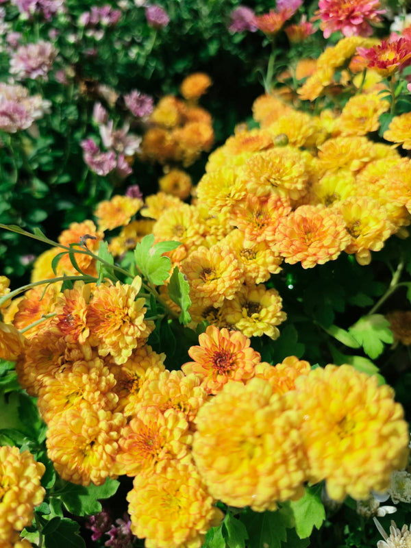 Dwarf Chrysanthemum Pink