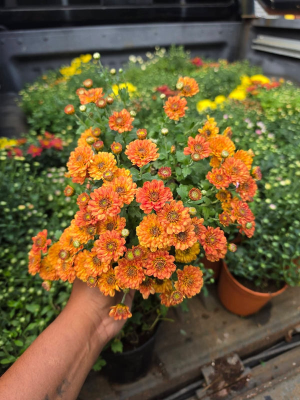 Dwarf Chrysanthemum Orange