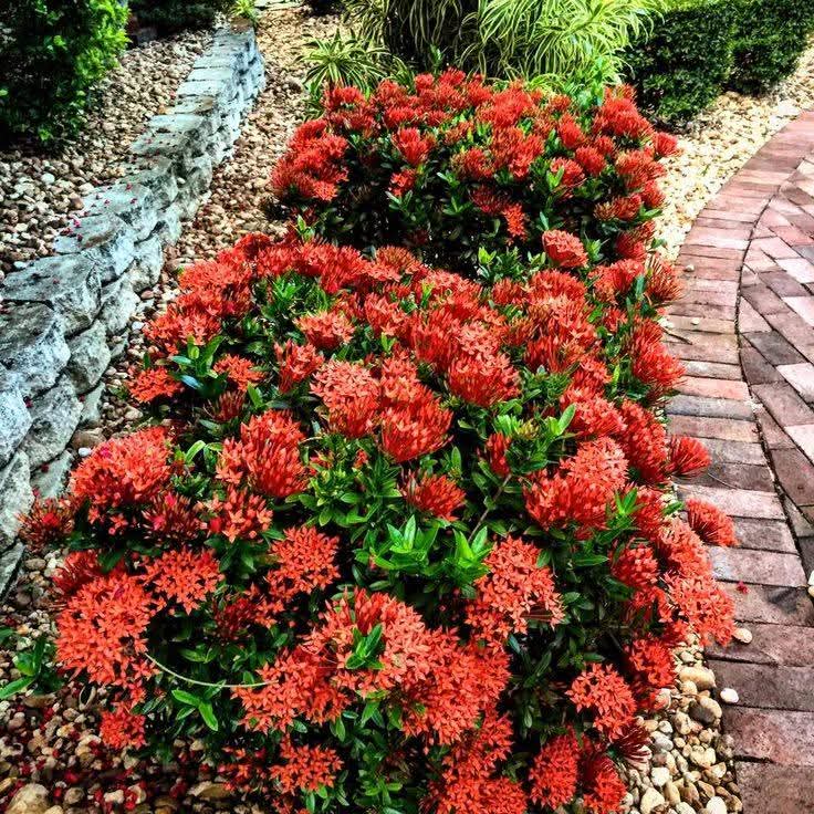 Dwarf Ixora Red Pink