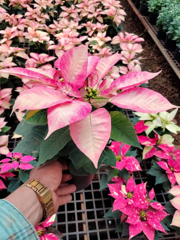 Dwarf Poinsettia Pink Creme Border