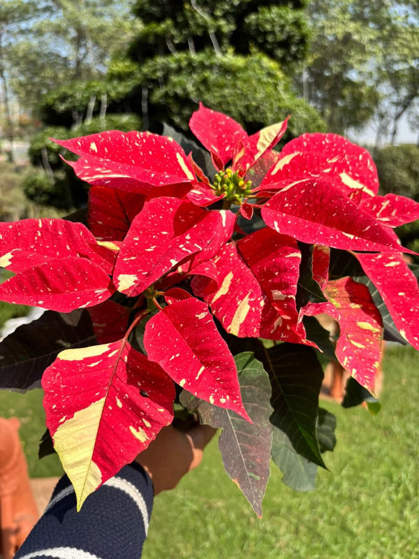 Dwarf Poinsettia Red Yellow