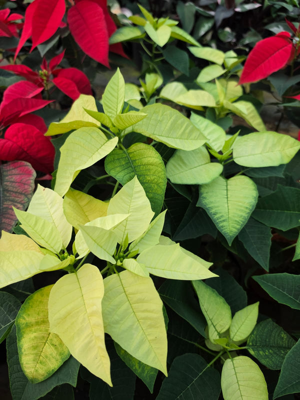 Dwarf Poinsettia Yellow Green