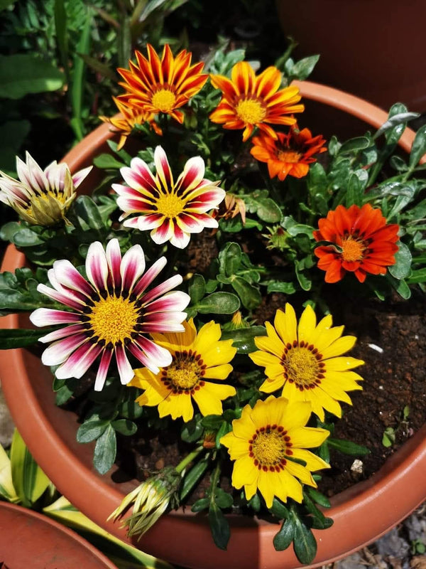 Gazania 31