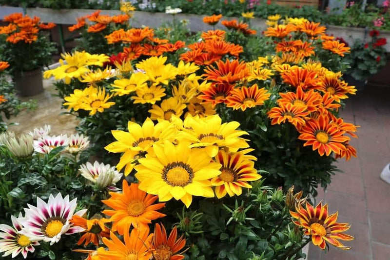 Gazania 33