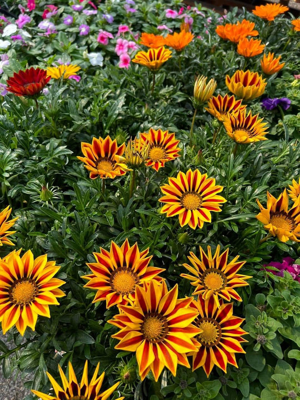 Gazania Yellow Red