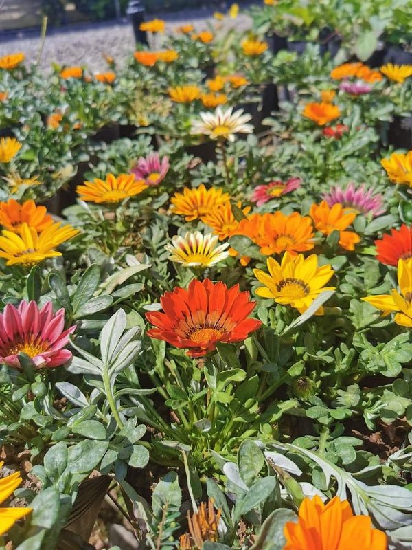 Gazania 53