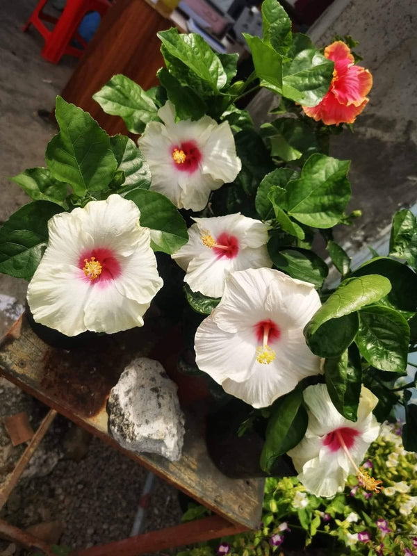 Hibiscus Hawaiian Local 22