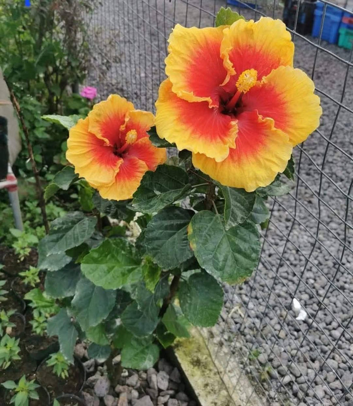 Hibiscus Hawaiian Local 23