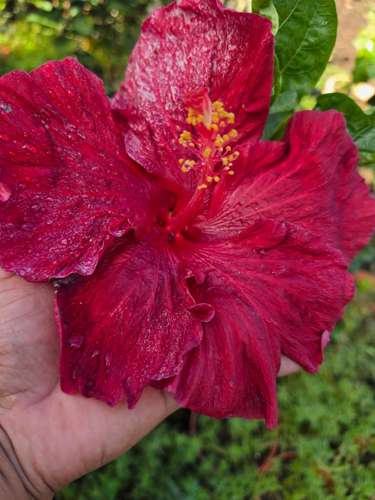 Hibiscus Hawaiian Red Wine