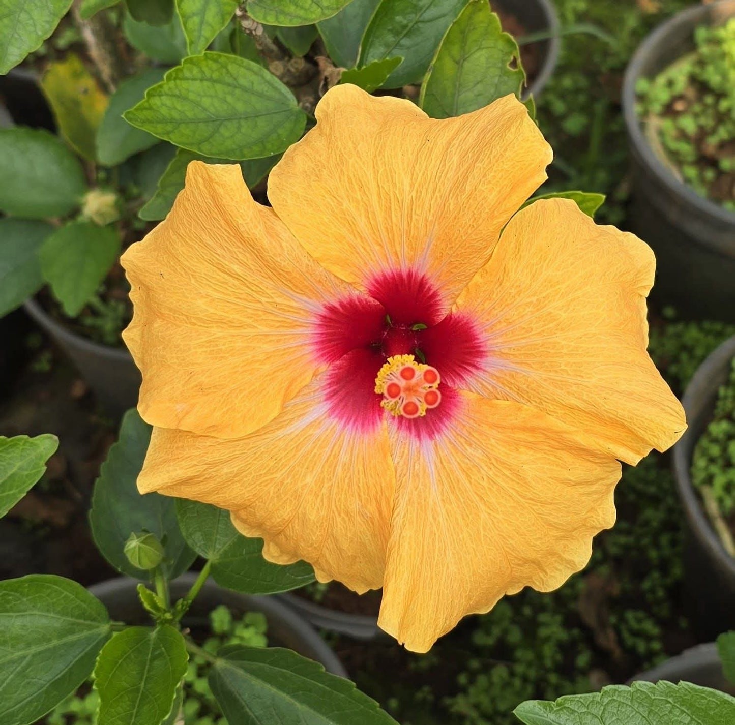Hibiscus Hawaiian Imported 11