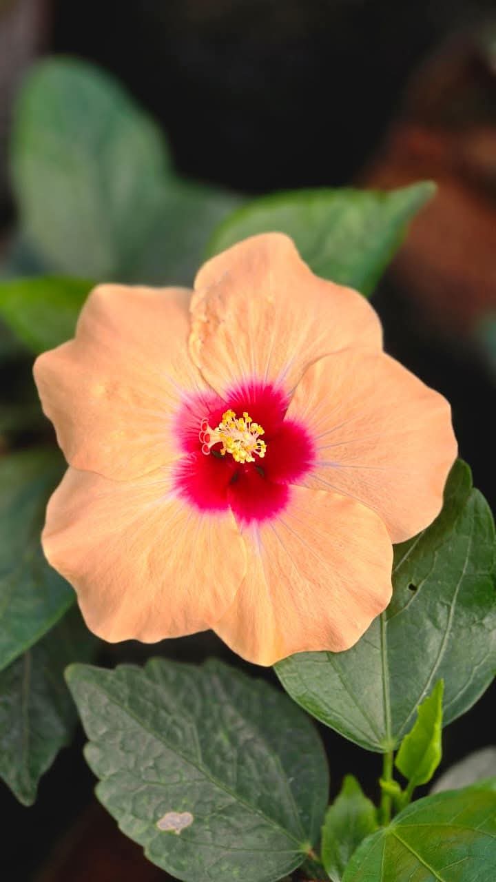 Hibiscus Hawaiian Imported 12