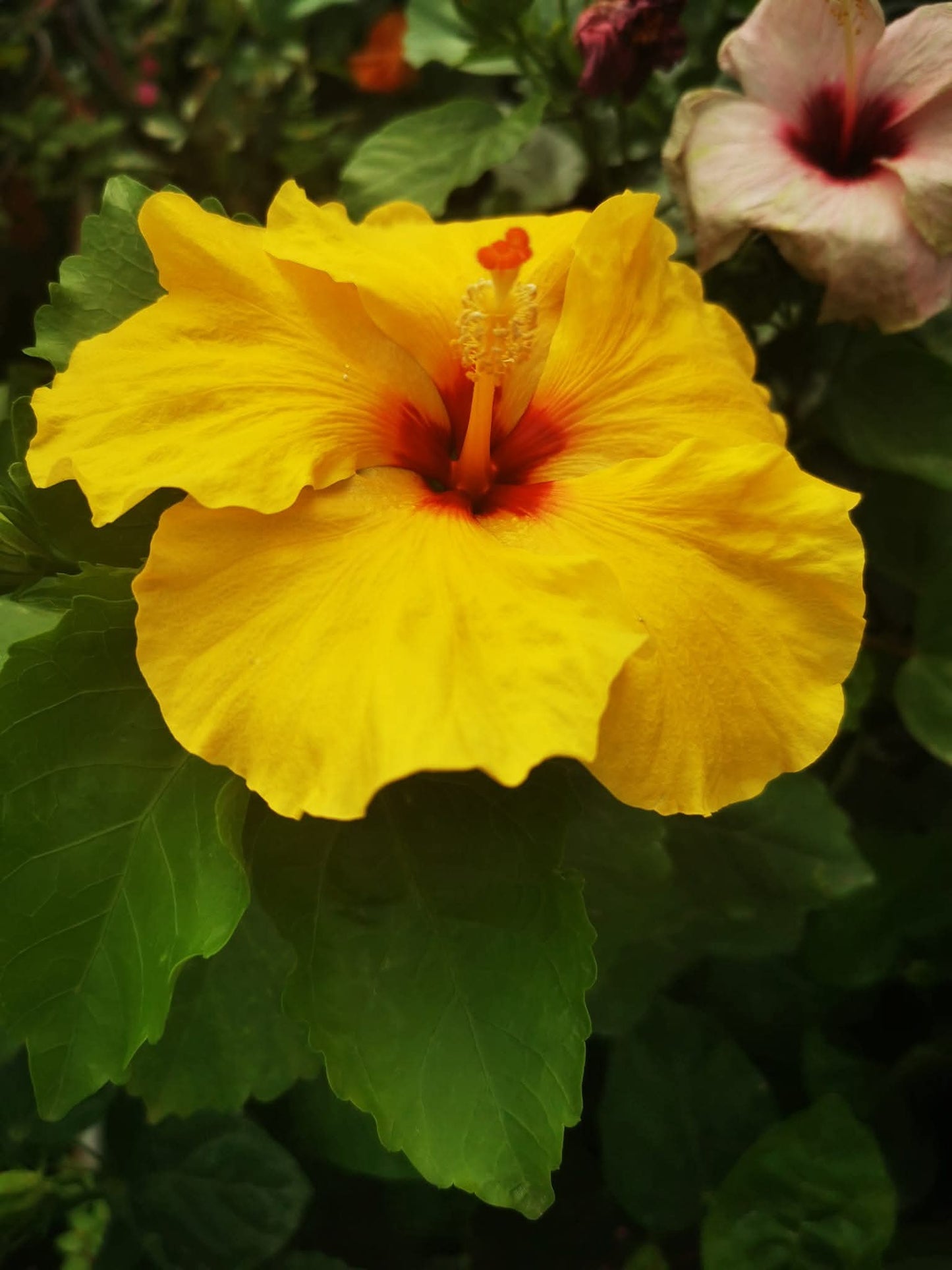 Hibiscus Hawaiian Imported 15