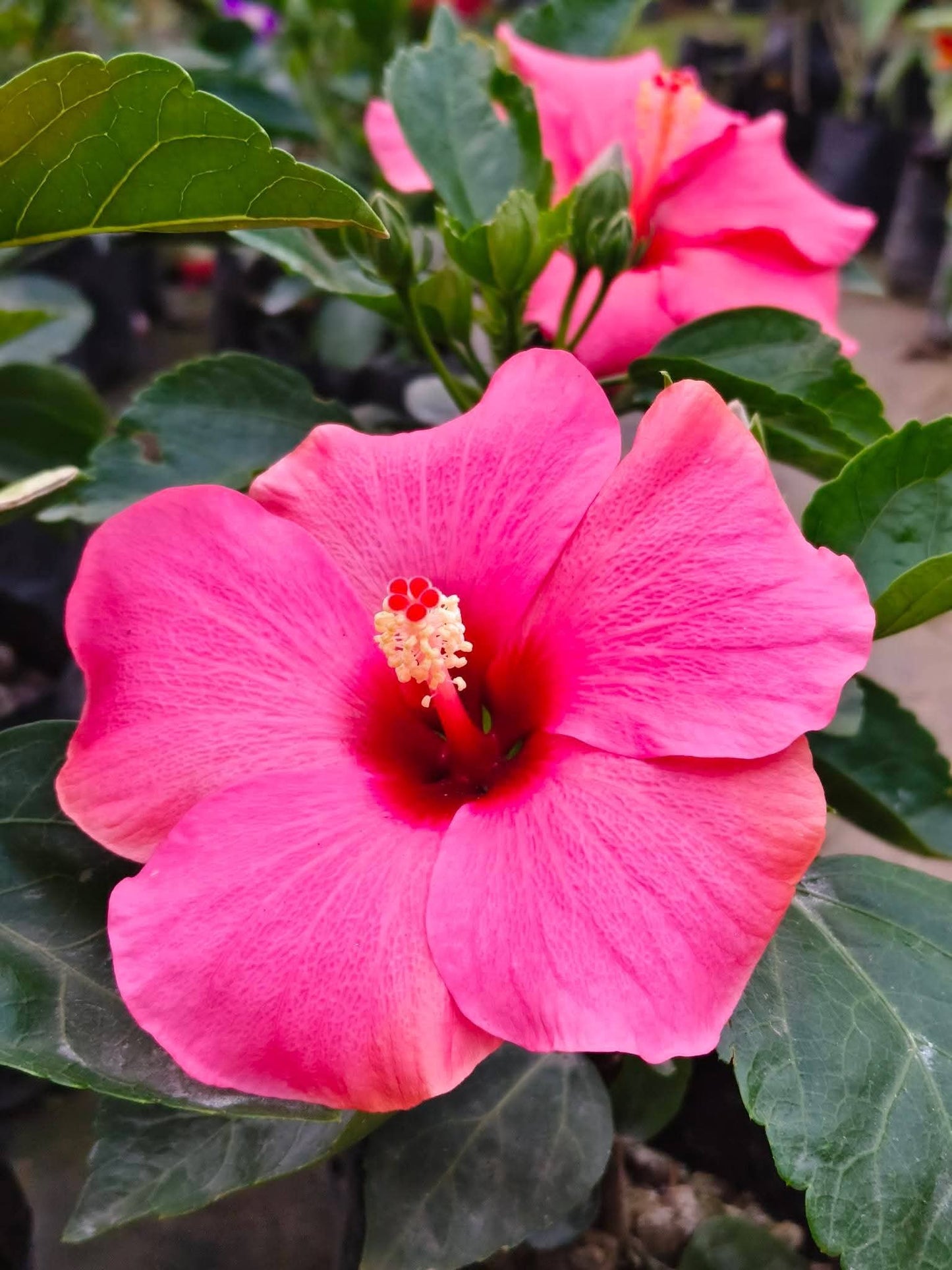 Hibiscus Hawaiian Imported 22