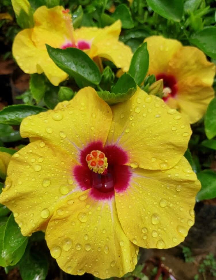 Hibiscus Hawaiian Imported 6