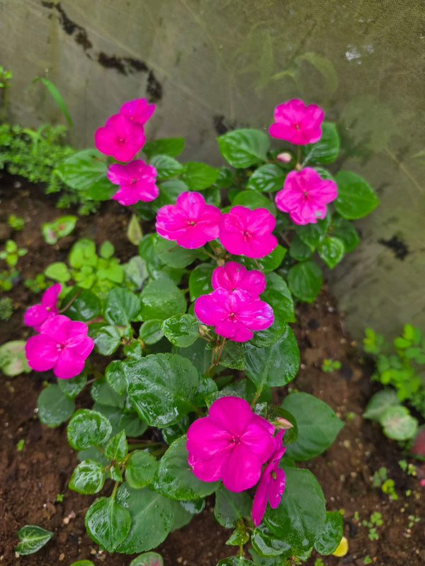 Impatiens Pink