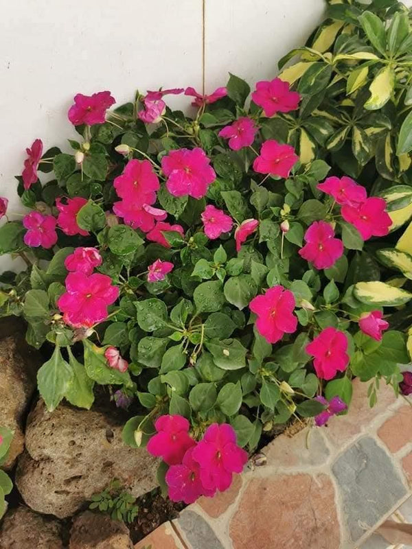 Impatiens Purple