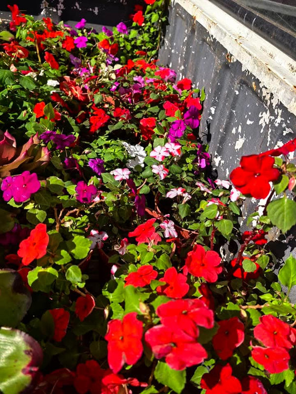 Impatiens Variety Red
