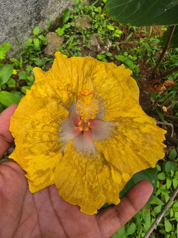 Imported Hibiscus Hawaiian Yellow Pink Center