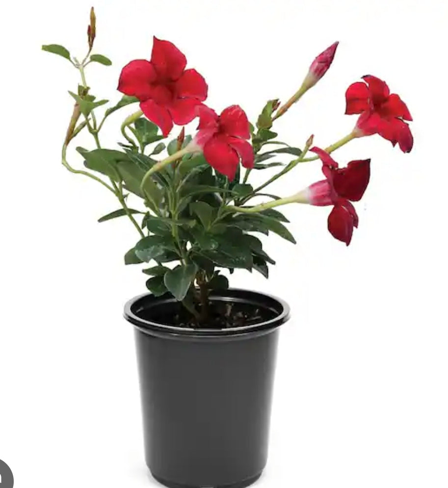 Mandevilla Red