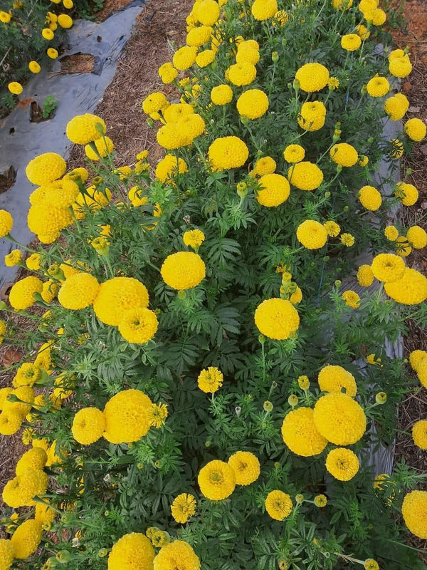 Yellow Marigold 109