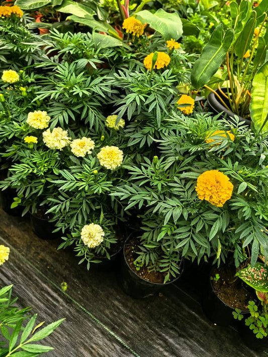 White Marigold 2