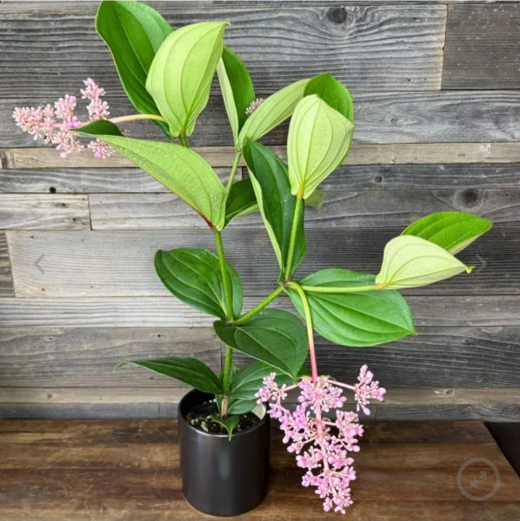 Medinilla Cuminglii