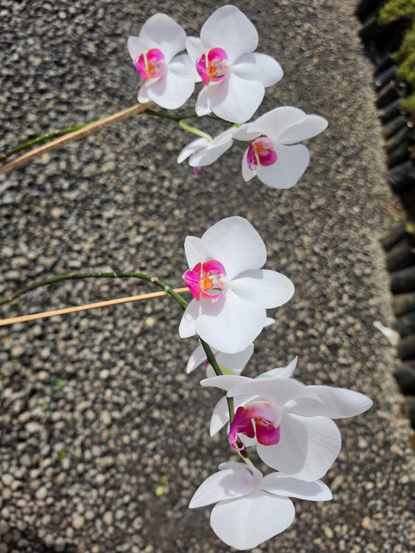 Orchid White
