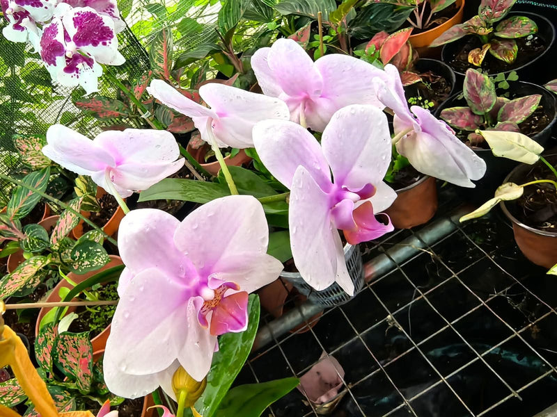 Orchid White Light Pink