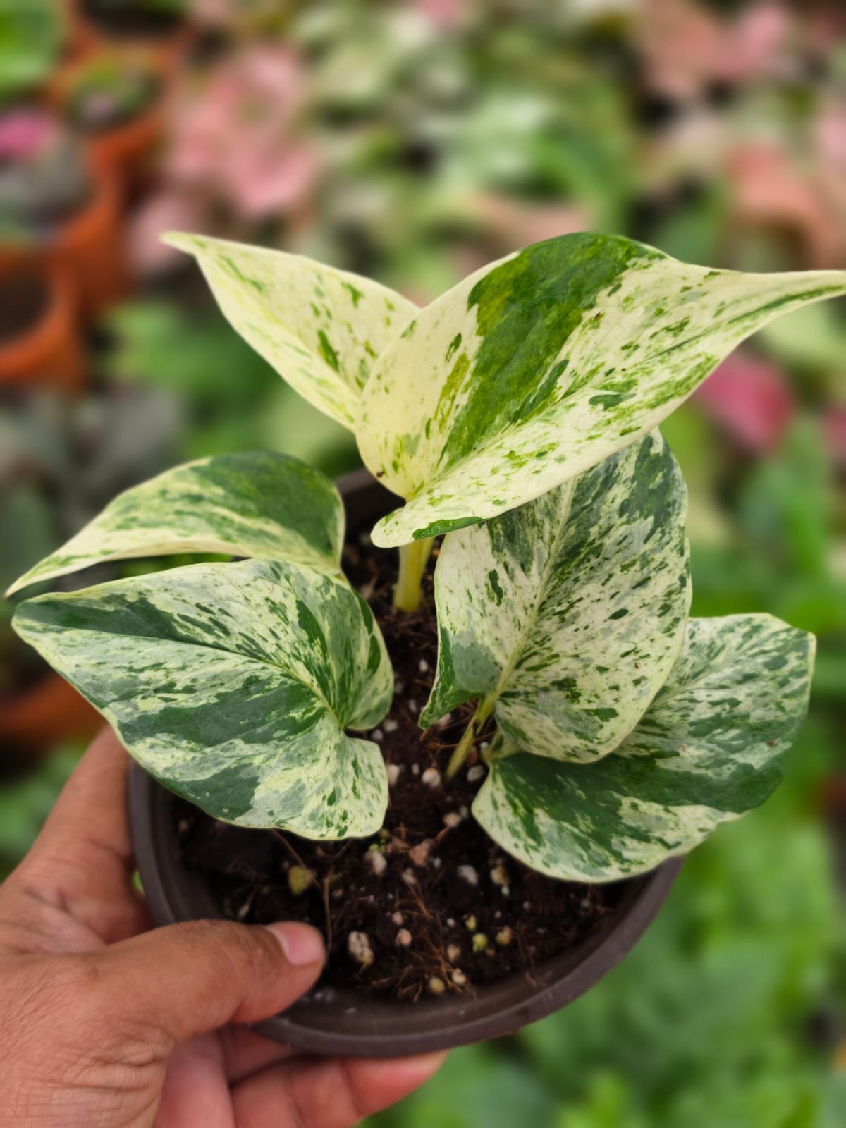Pothos Marble Queen