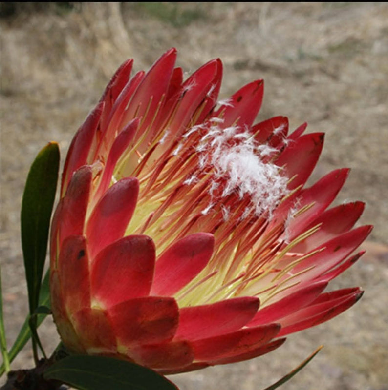 Protea Plant 1