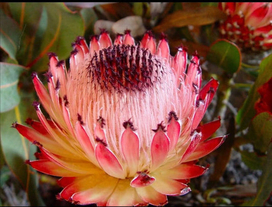 Protea Plant 3