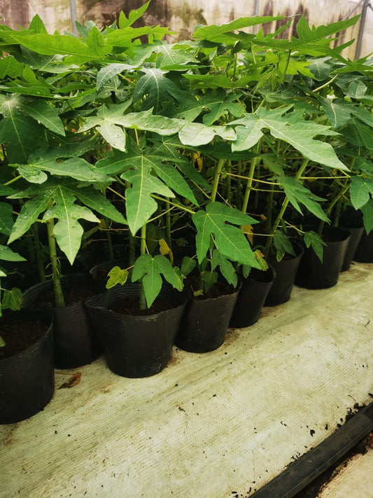 Red Lady Papaya Plant 3