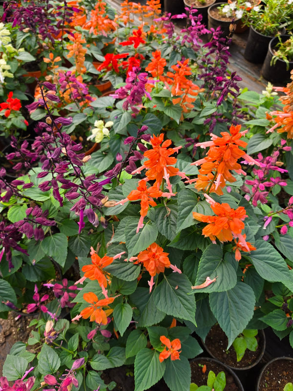 Salvia 126